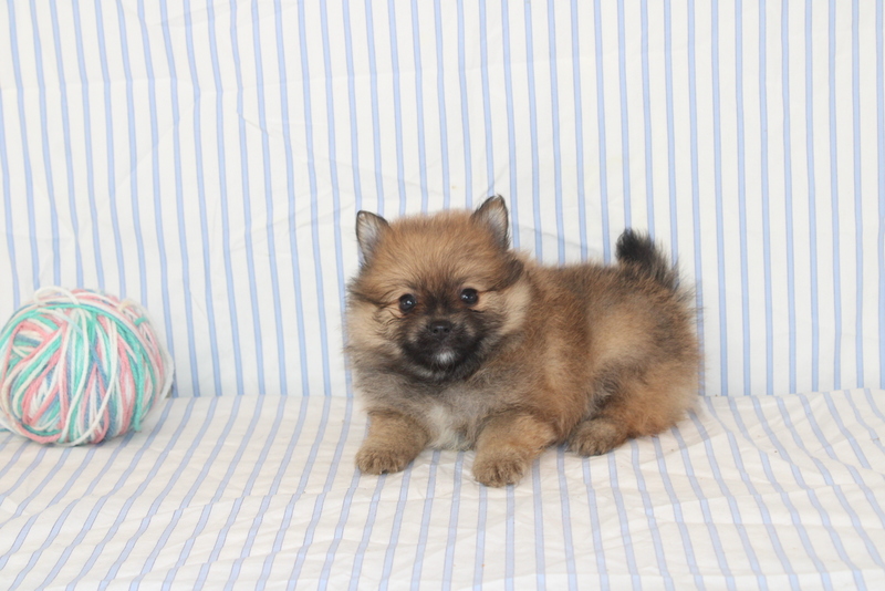 puppy, for, sale, Pomeranian, Matthew B. Stoltzfus, dog, breeder, Gap, PA, dog-breeder, puppy-for-sale, forsale, nearby, find, puppyfind, locator, puppylocator, aca